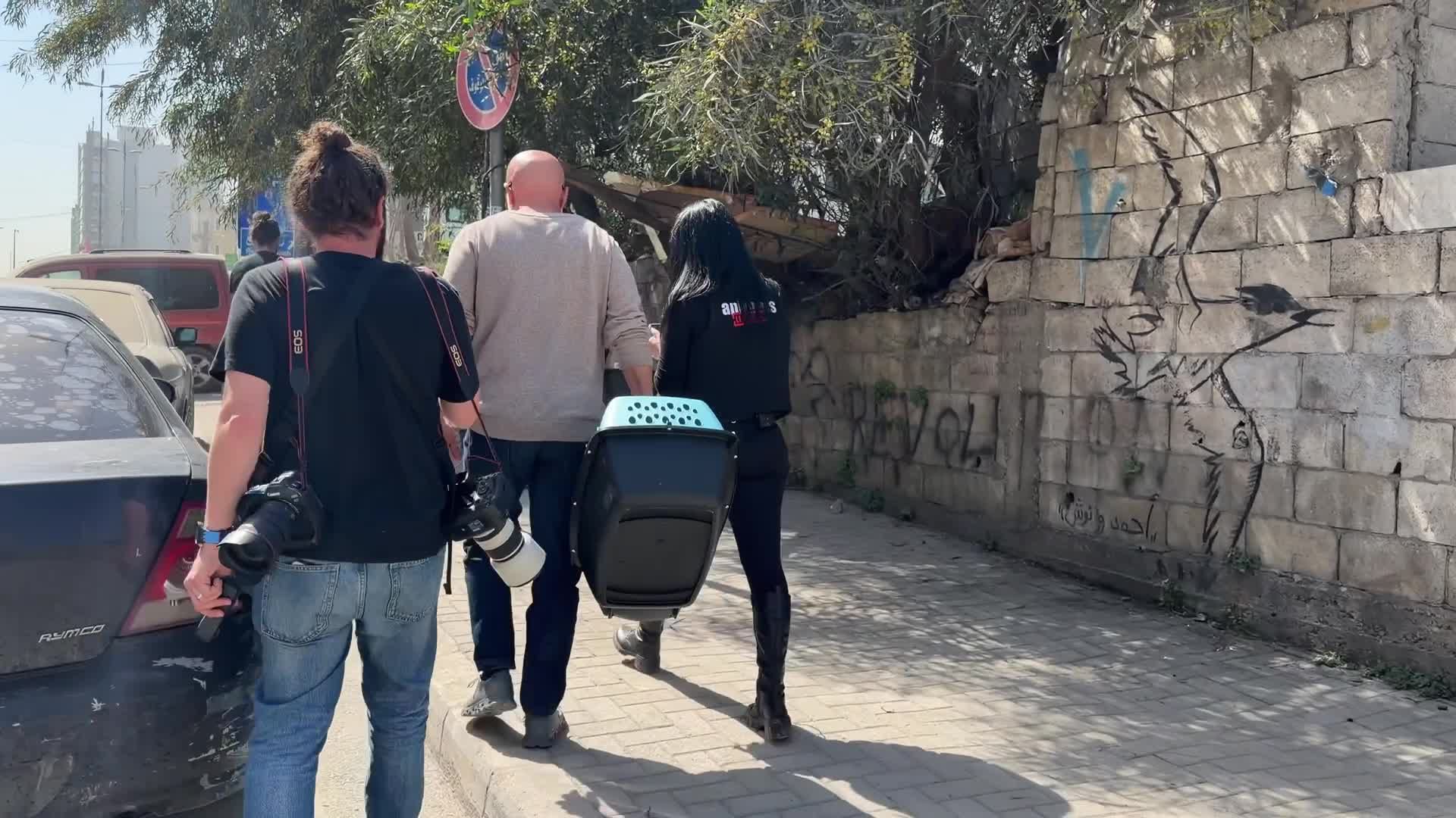 Displaced Lebanese Rely on Volunteers to Rescue Pets Abandoned Amidst Conflict